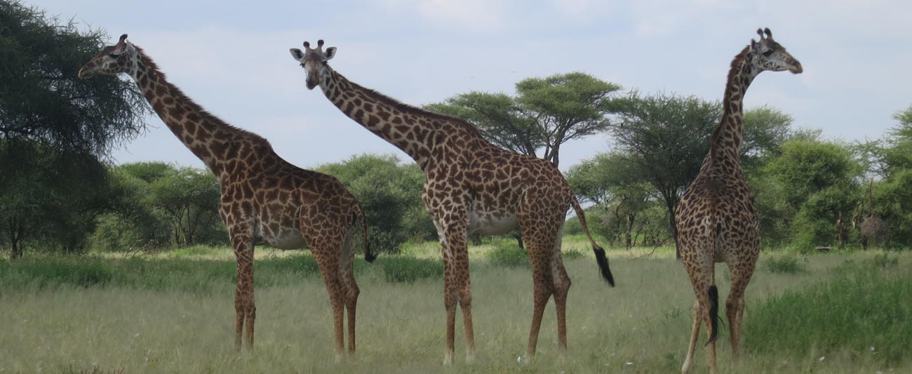 Go on Safari