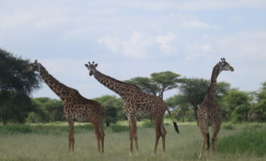 Kenya Safari And Tanzania Migration Safari